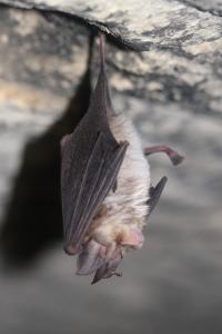 Rhinolophus euryale
