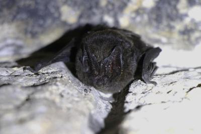 Barbastella barbastellus
