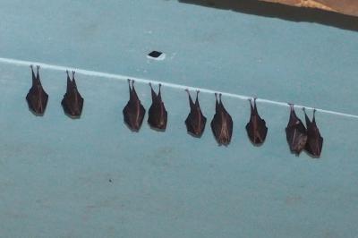 Rhinolophus hipposideros