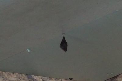 Rhinolophus hipposideros