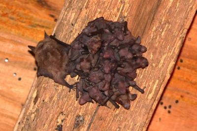 Myotis emarginatus