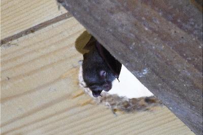 Rhinolophus hipposideros