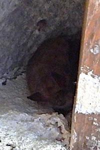 Myotis emarginatus