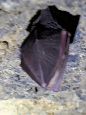 Rhinolophus hipposideros