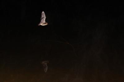 Myotis daubentonii