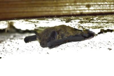 Eptesicus serotinus
