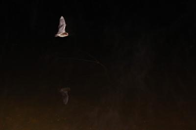 Myotis daubentonii
