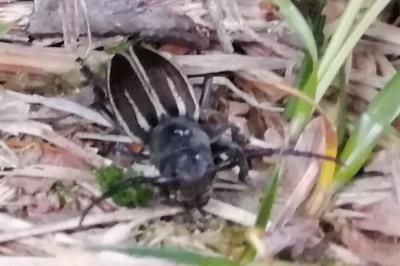 Iberodorcadion fuliginator