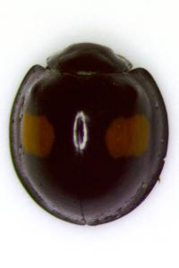 Chilocorus renipustulatus
