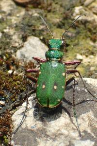 Cicindela campestris