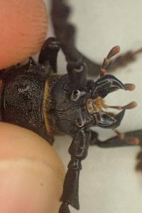 Prionus coriarius