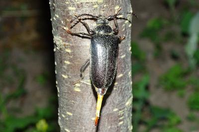 Prionus coriarius