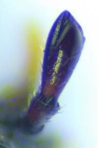 Pachytodes erraticus
