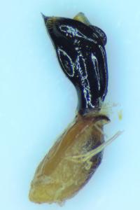 Clytra laeviuscula