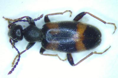 Anthicus laeviceps