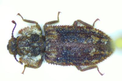 Endophloeus markovichianus