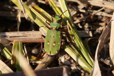 Cicindela campestris