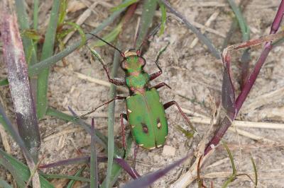 Cicindela campestris