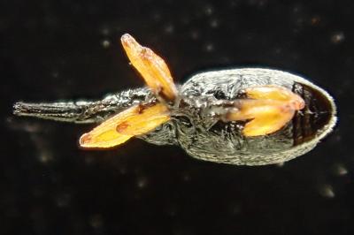 Rhopalapion longirostre