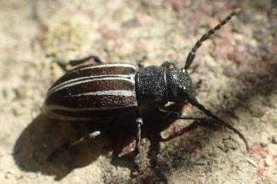 Iberodorcadion fuliginator