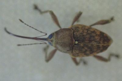 Curculio glandium