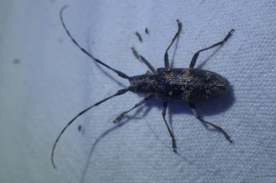 Monochamus galloprovincialis
