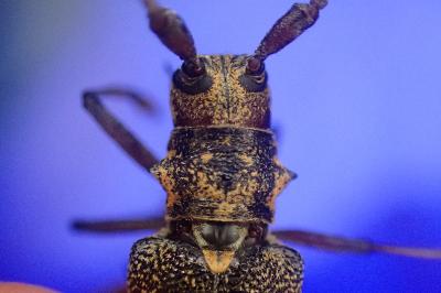 Monochamus galloprovincialis
