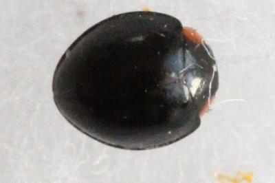 Parexochomus nigromaculatus