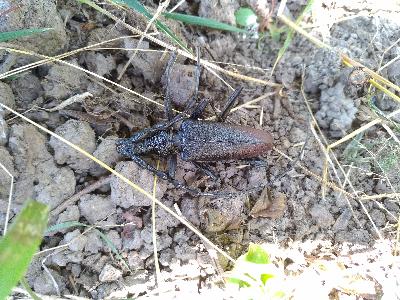 Cerambyx cerdo