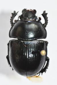 Anoplotrupes stercorosus