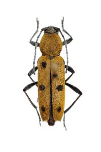 Chlorophorus glabromaculatus