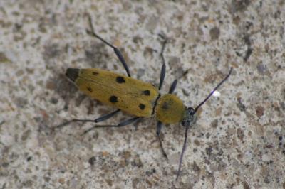 Chlorophorus glabromaculatus