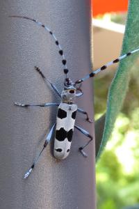 Rosalia alpina