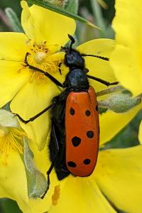 Hycleus duodecimpunctatus