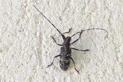 Monochamus galloprovincialis