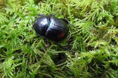 Anoplotrupes stercorosus