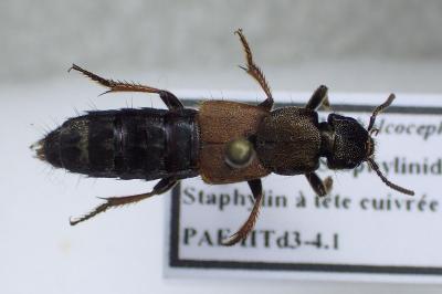 Platydracus chalcocephalus