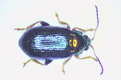 Crepidodera aurata