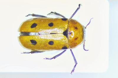 Tituboea biguttata