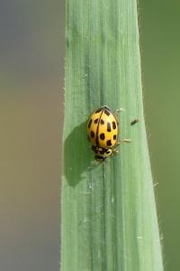 Propylea quatuordecimpunctata