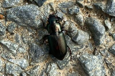 Harpalus distinguendus