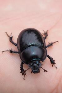 Anoplotrupes stercorosus