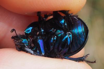 Anoplotrupes stercorosus