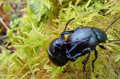 Timarcha goettingensis