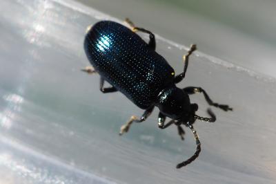 Oulema gallaeciana