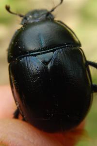 Anoplotrupes stercorosus