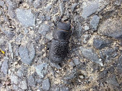 Dorcus parallelipipedus