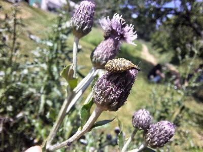 Larinus turbinatus