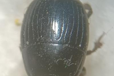 Atholus duodecimstriatus