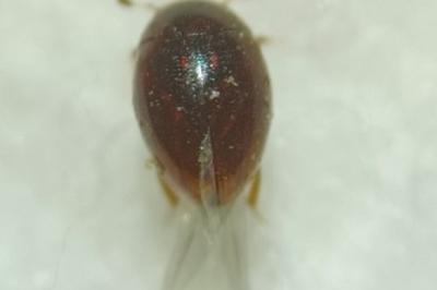 Megasternum concinnum
